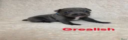 Staffordshire Bull Terrier dogs for sale: BLUE STAFFY PUPPIES ⭐️ WORLD CUP LITTER ⚽️ - Advert 19
