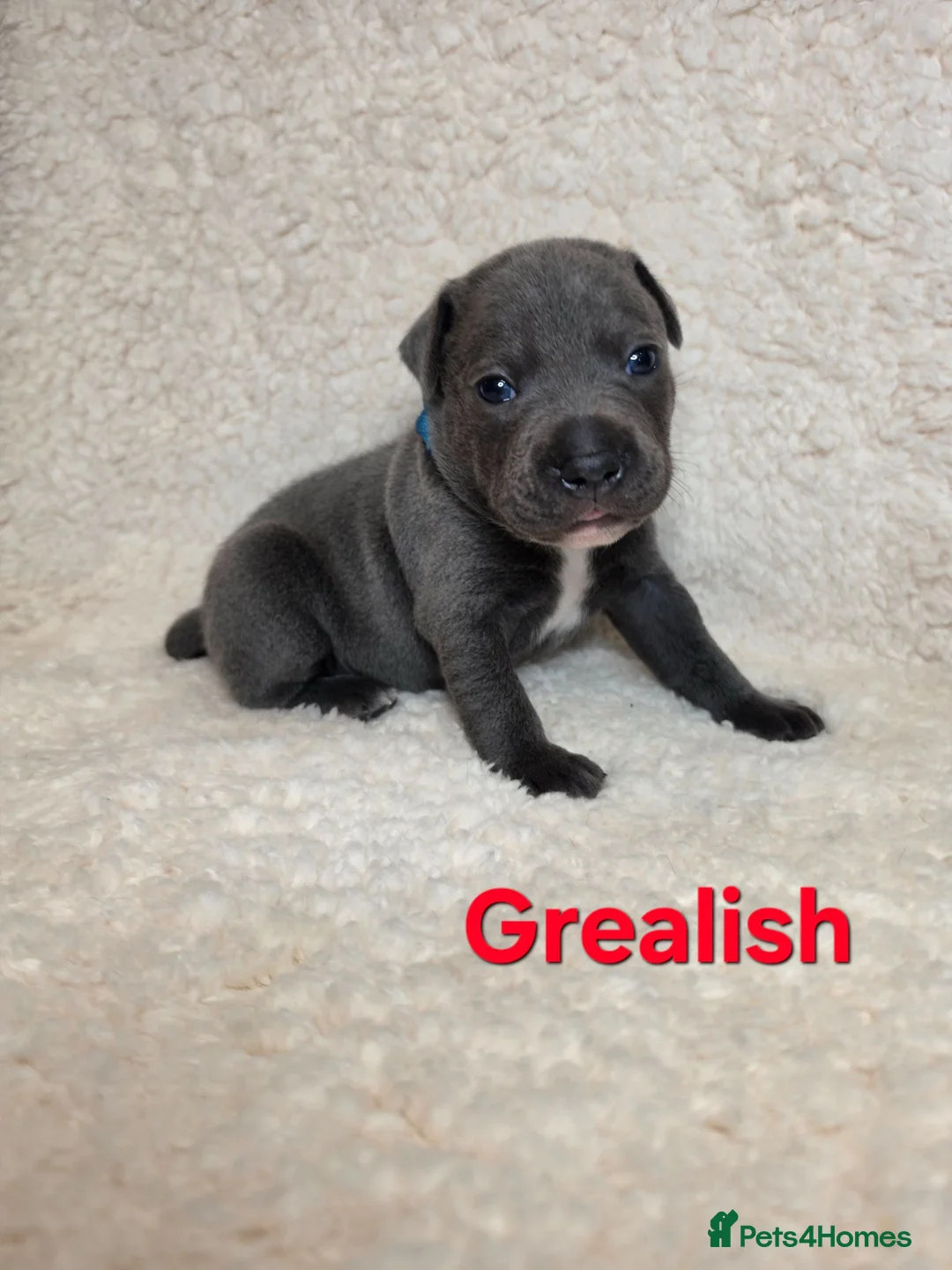 Staffordshire Bull Terrier dogs for sale: BLUE STAFFY PUPPIES ⭐️ WORLD CUP LITTER ⚽️ - Advert 19