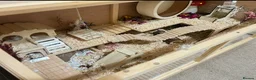 Hamster rodents for sale: Dwarf hamster  in Stockport - Advert 7