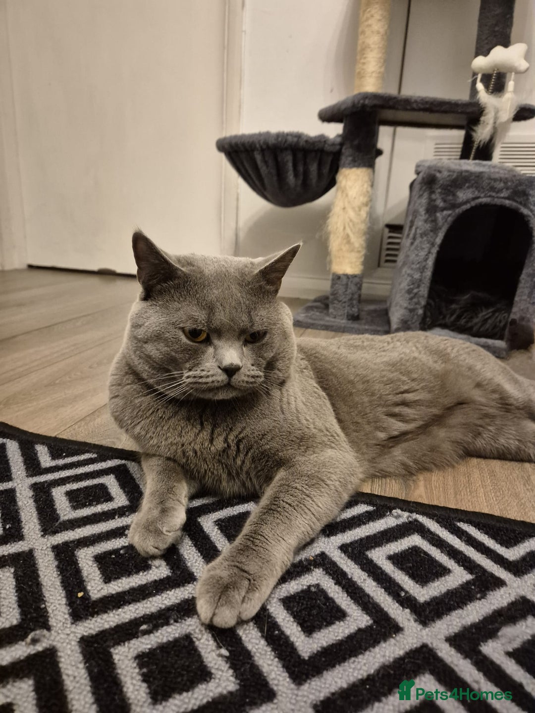 British Shorthair cats for stud: Pure British Shorthair boy for stud  - Advert 3