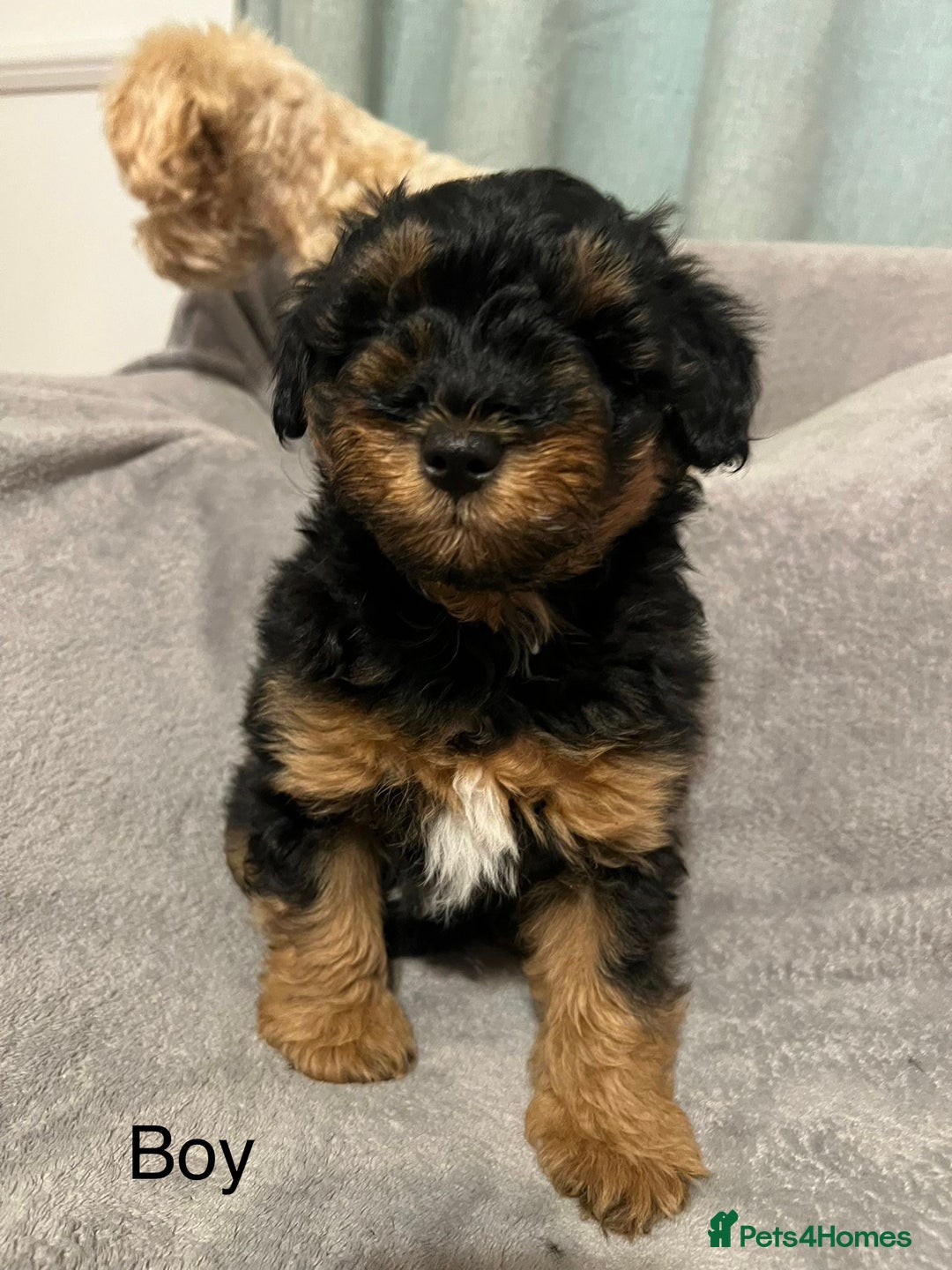 Schnoodle dogs for sale: American Toy Schnoodle Puppies *READY TO GO* - Advert 8