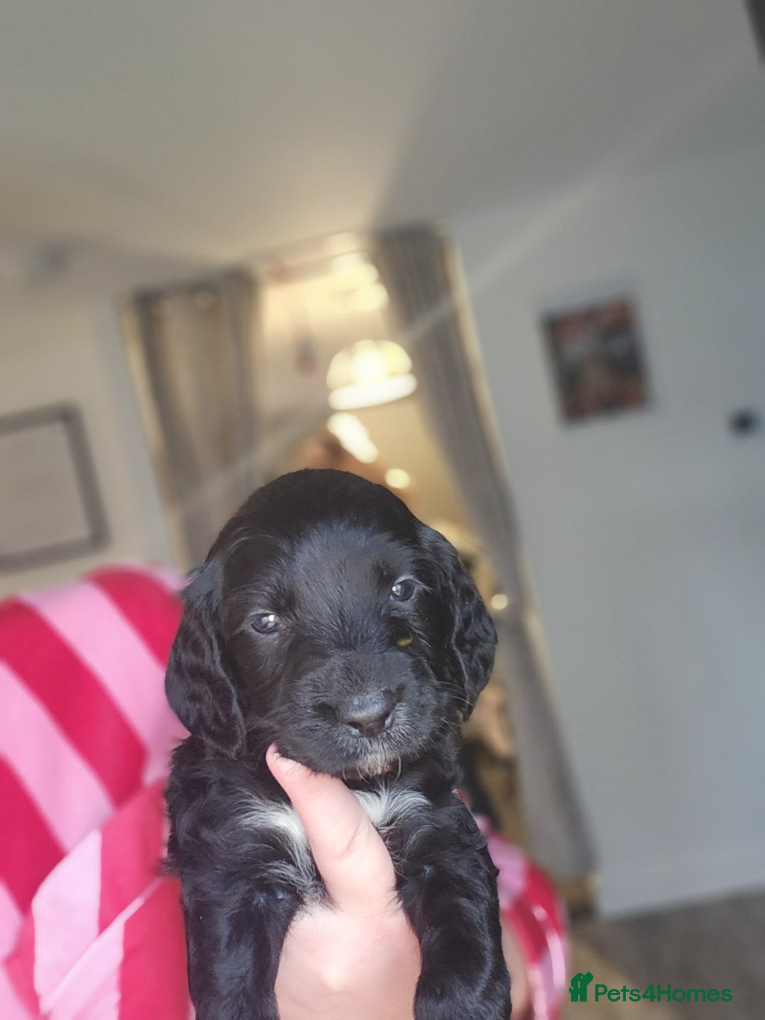 Cocker Spaniel dogs for sale: Cocker Spaniel Puppies🐕🐕 READY 30TH NOVEMBER 💙 - Advert 10