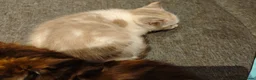 Mixed Breed cats for sale: Kitten looking for loving home  in Cardiff - Advert 5