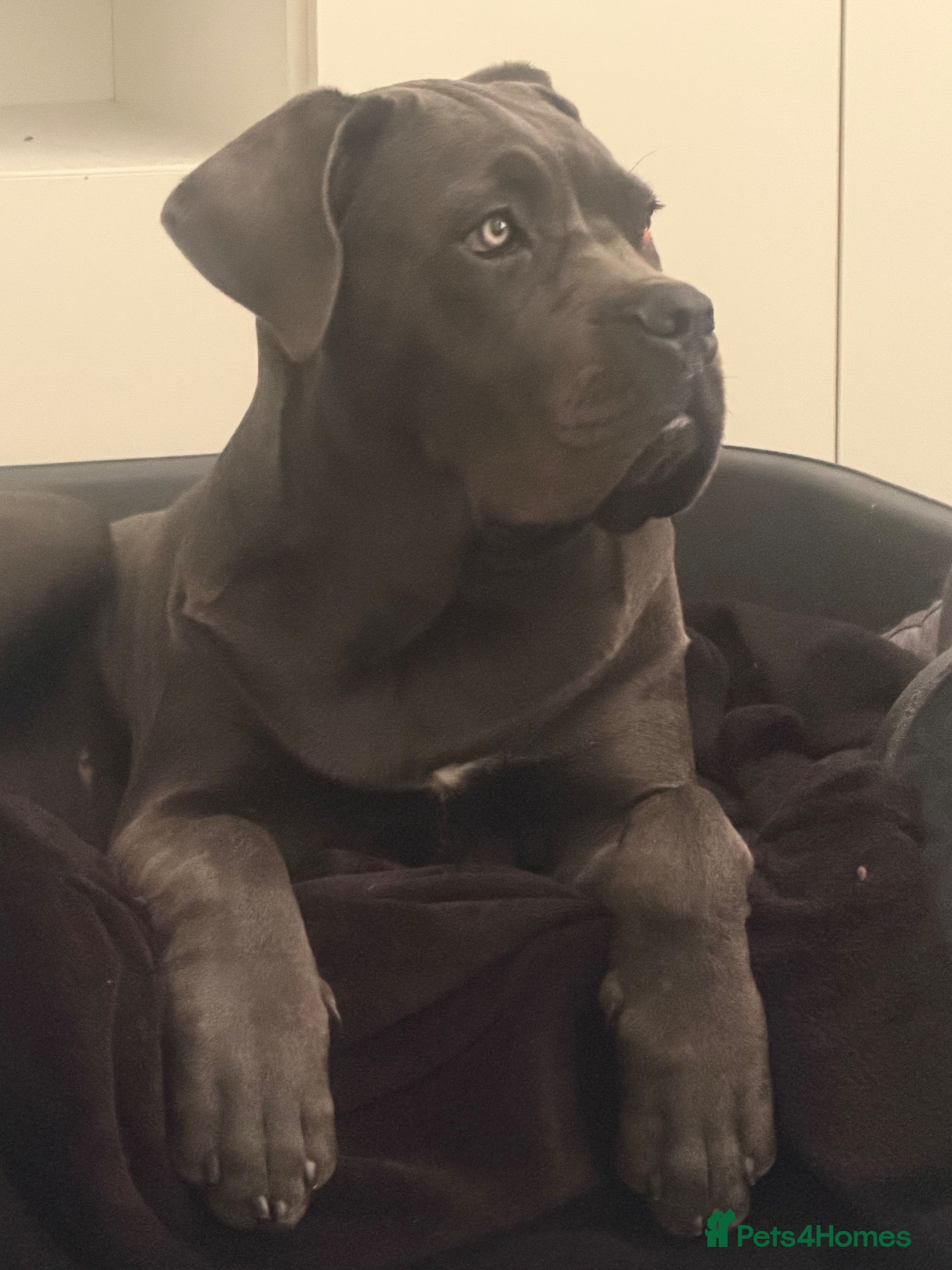 Cane Corso dogs Beautiful blue cane corso female - Advert 18