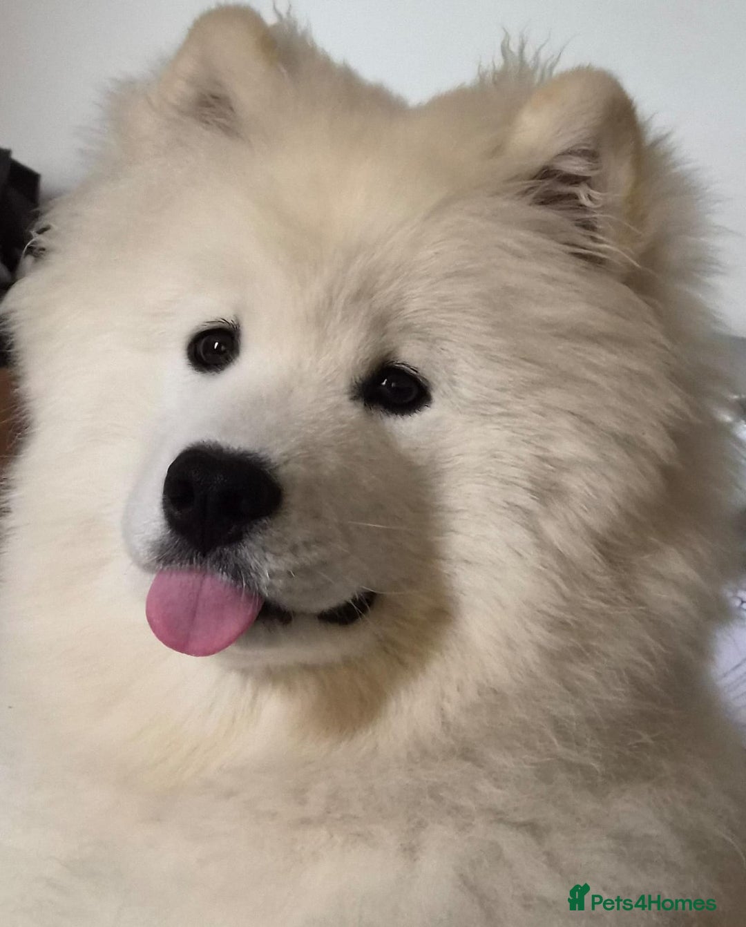 Samoyed dogs for sale: 9 month old Samoyed looking for a new home. - Advert 5