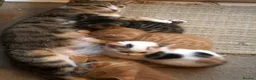 Mixed Breed cats for sale: 5 beautiful kittens looking for new homes - Advert 3