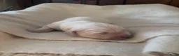 Golden Retriever dogs for sale: Beautiful Golden Retriever Puppies born 21/06/26 - Advert 35
