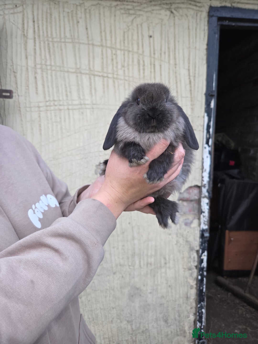 Mini Lop rabbits for sale: Pure bred Mini Lop Bunnies - Image 8