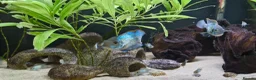 Cichlids fish for sale: Electric Blue Acara for sale - Advert 2