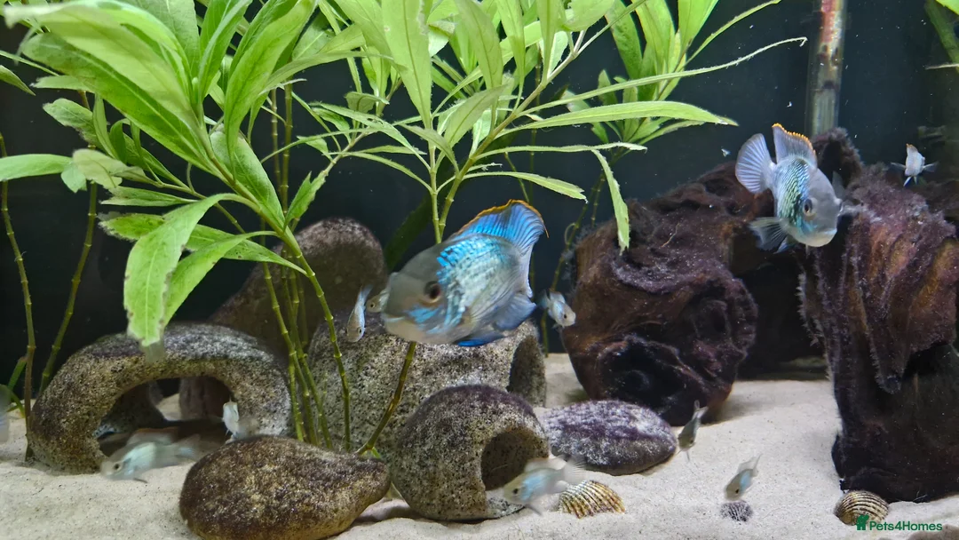 Cichlids fish for sale: Electric Blue Acara for sale - Advert 2