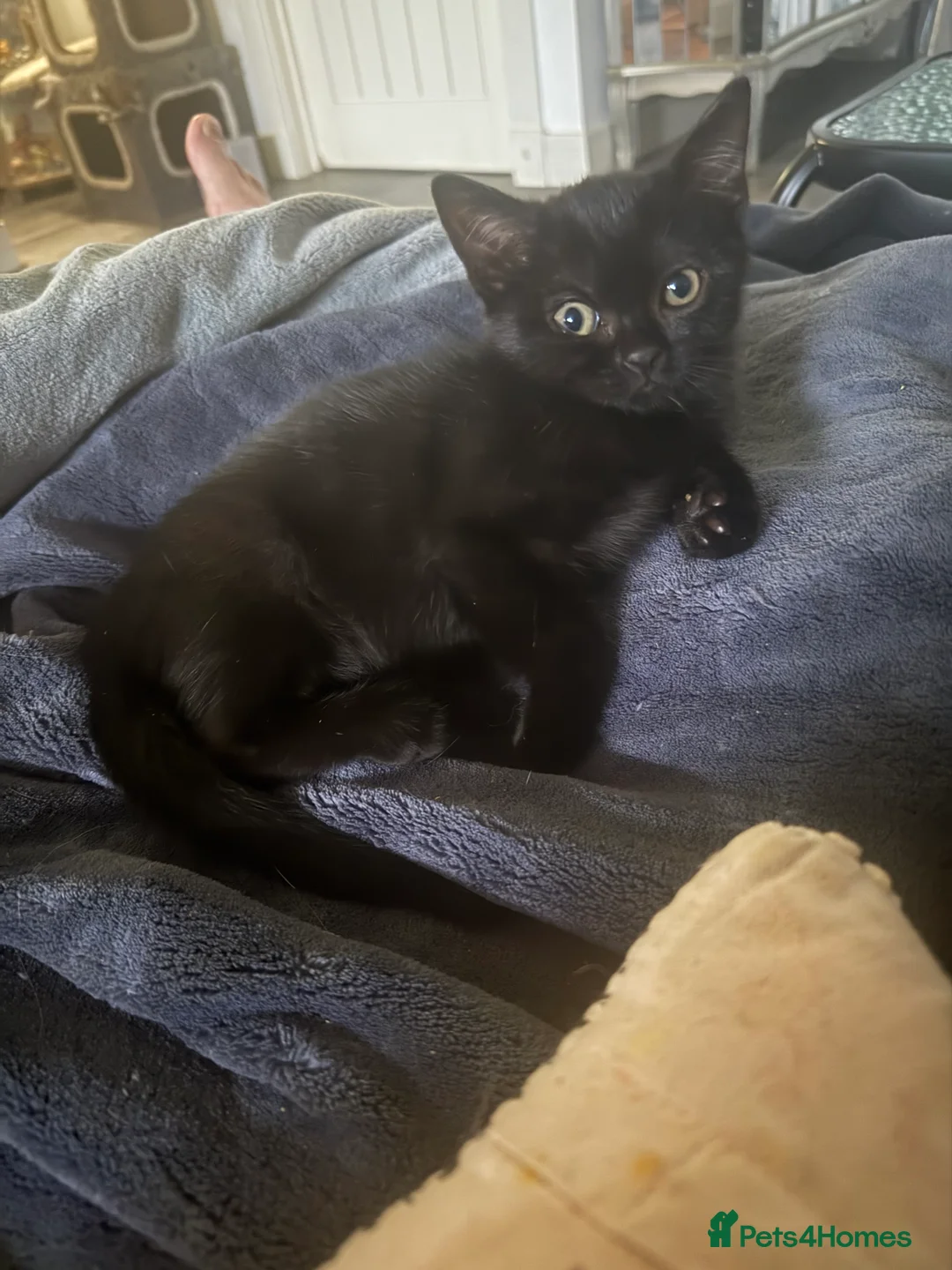 Mixed Breed cats for sale: STUNNING Tabby male and 2 x Black tabby girls.  - Advert 2