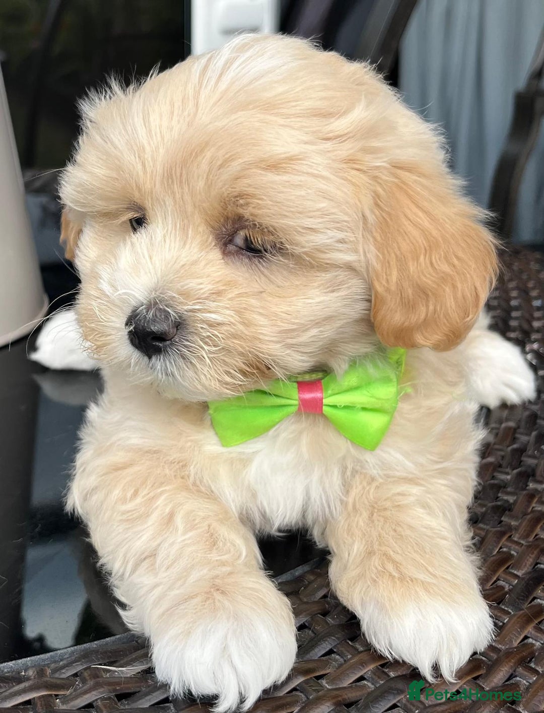 Maltipoo dogs for sale: Adorable Maltipoo  - Image 23