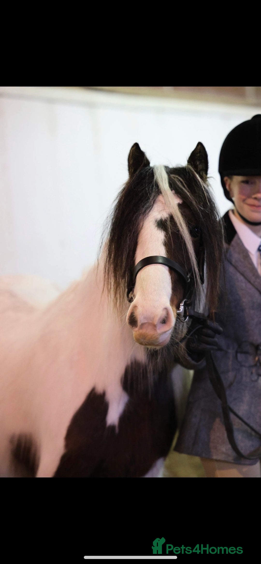 Irish Cob horses for sale: Quiet 3 year old 13hh mare  - Image 8