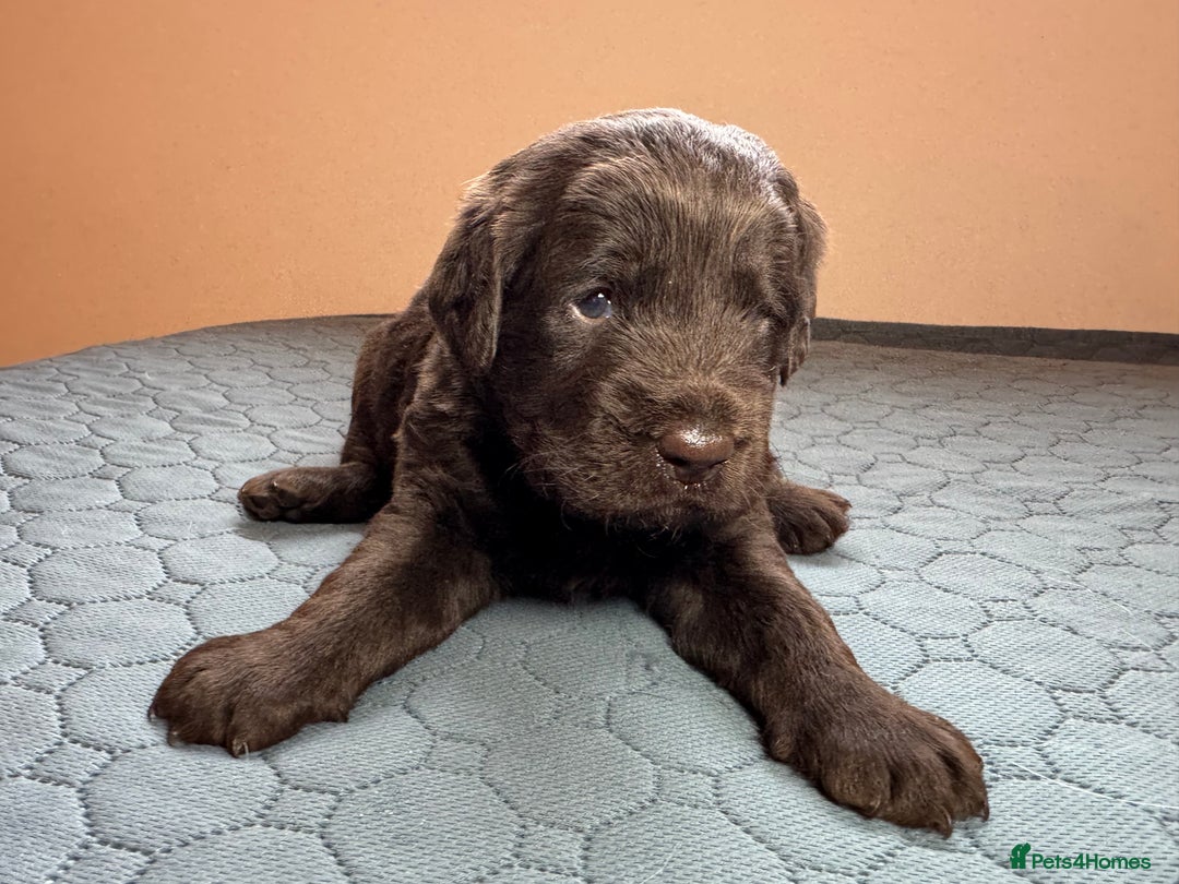 Labradoodle dogs for sale: Chocolate & chocolate Merle Miniature Labradoodles - Advert 7