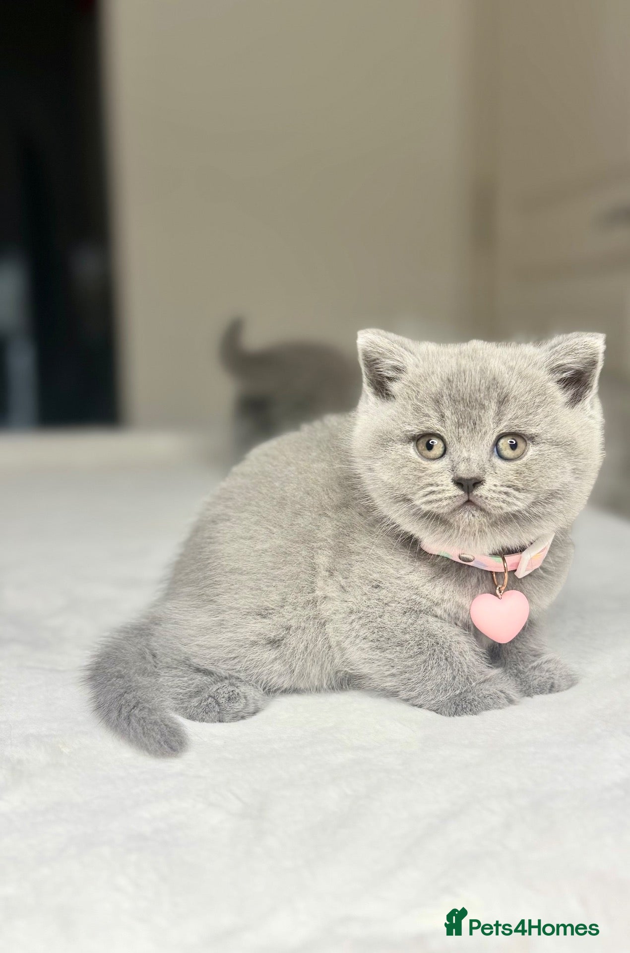 Scottish Fold cats for sale: Schotish straight  - Advert 2