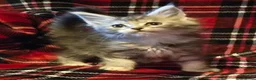 Maine Coon cats for sale: Beautiful Mainecoons  - Advert 6