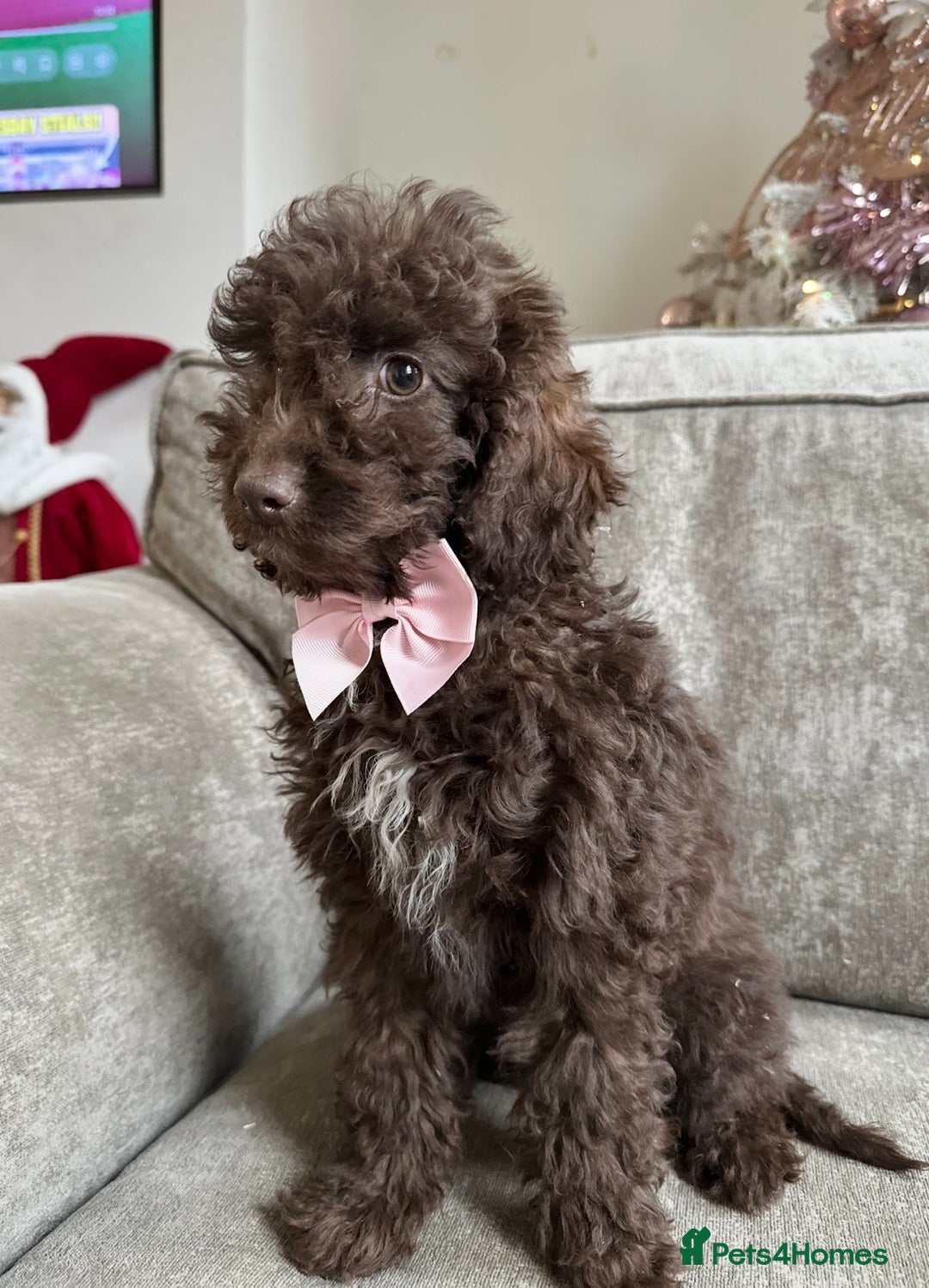 Cockapoo dogs for sale: Outstanding Cockapoos’s  - Advert 24