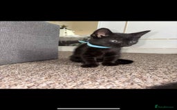 Mixed Breed cats for sale: Black Kittens - Image 1