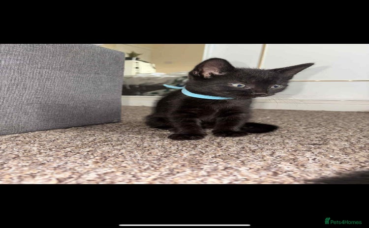Mixed Breed cats - Advert 2