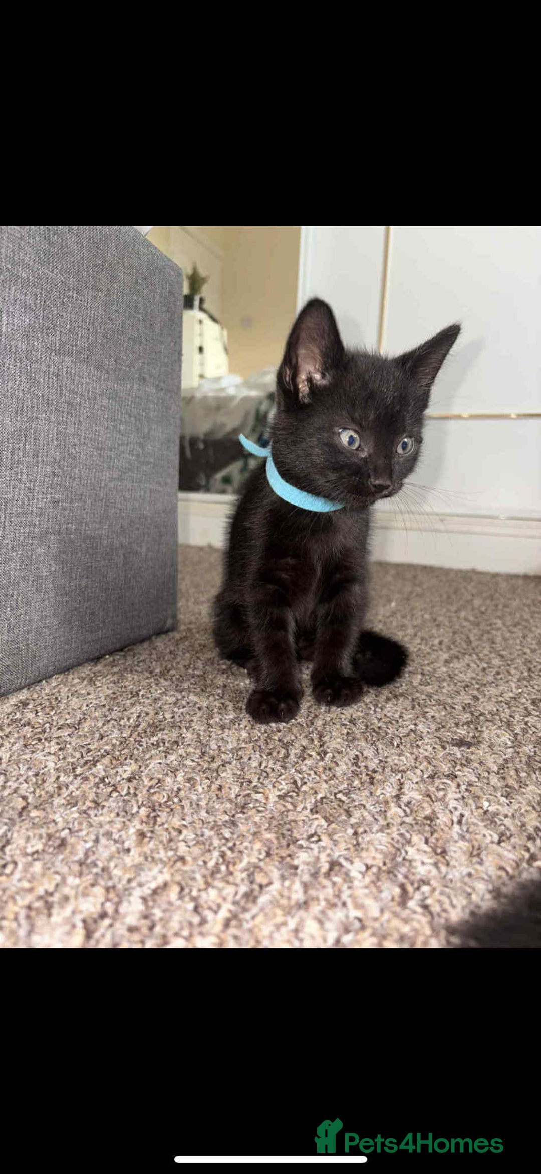 Mixed Breed cats for sale: Black Kittens - Image 1