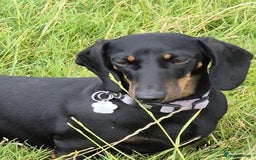 Miniature Dachshund dogs for sale: Miniature dachshund female - Image 1