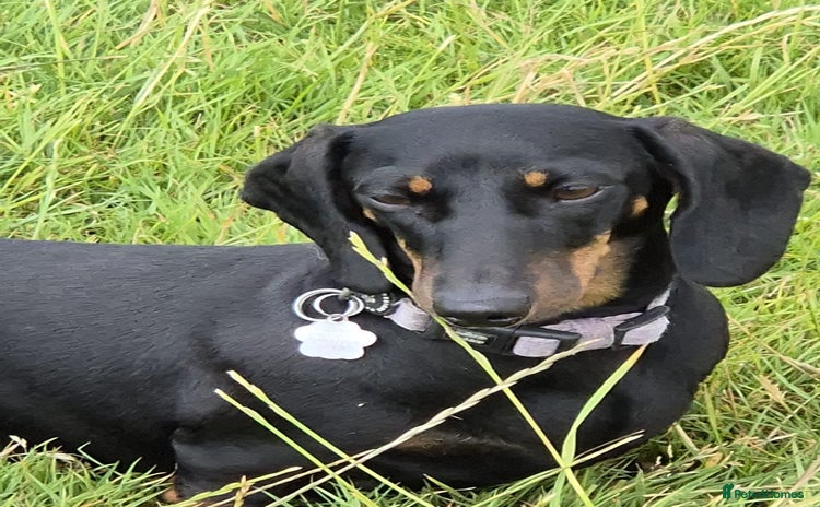 Miniature Dachshund dogs - Advert 7