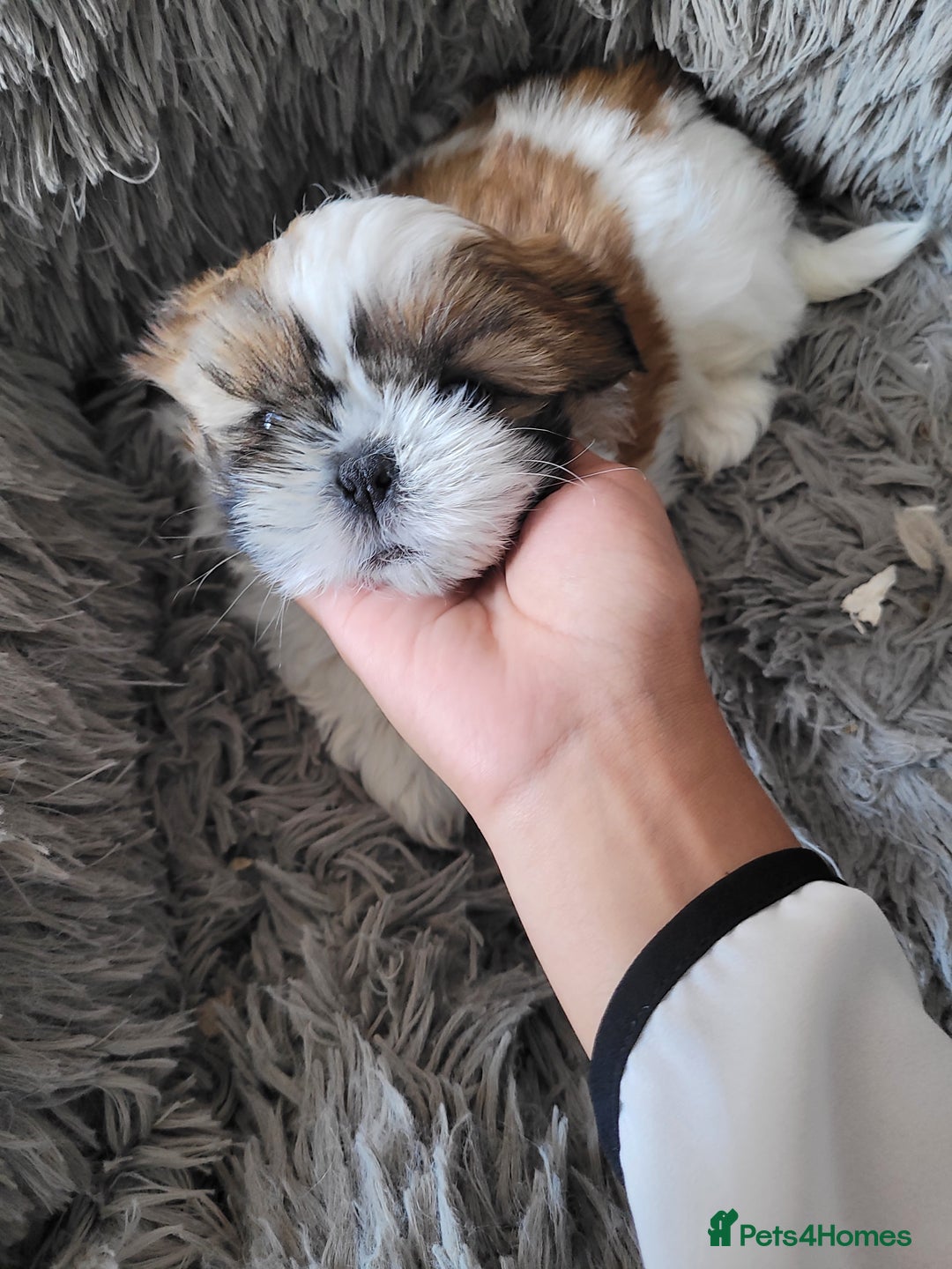 Shih Tzu dogs for sale: Lovely, most adorable, cutest puppy in town - Image 10