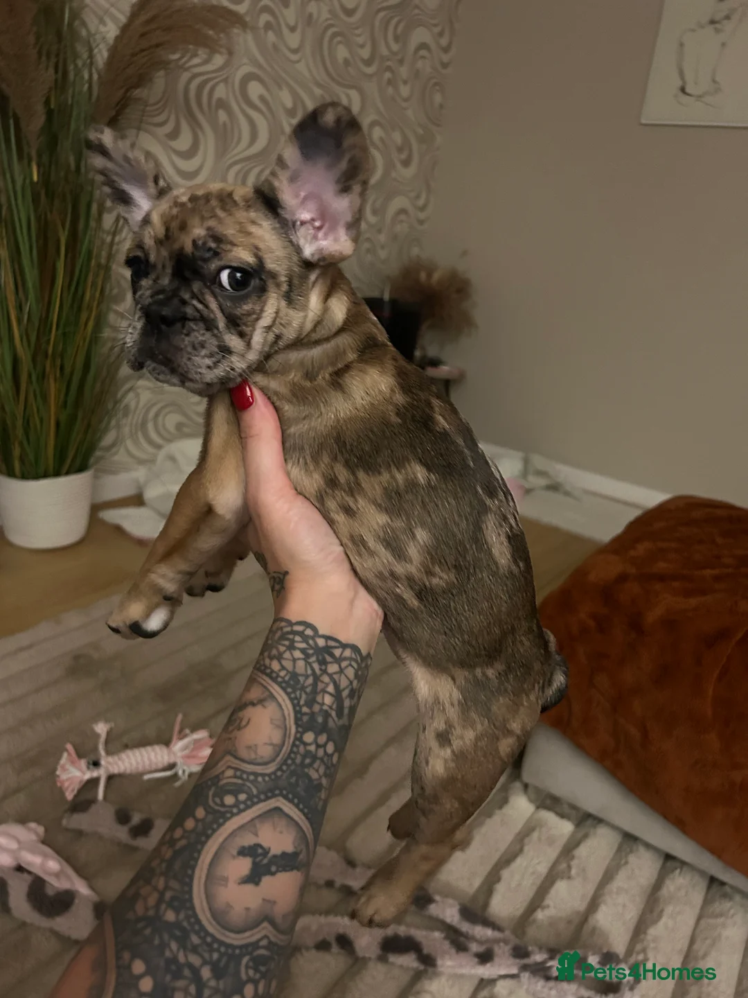 French Bulldog dogs for sale: 3 month old French bull dog  in Liverpool - Advert 6