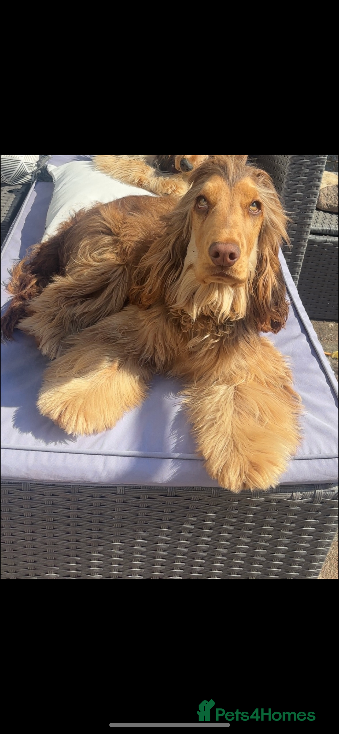Cocker Spaniel dogs for sale: 100% sable show cockers  - Advert 2