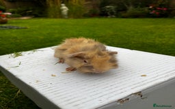 Guinea Pig rodents for sale: Baby boars  - Image 9