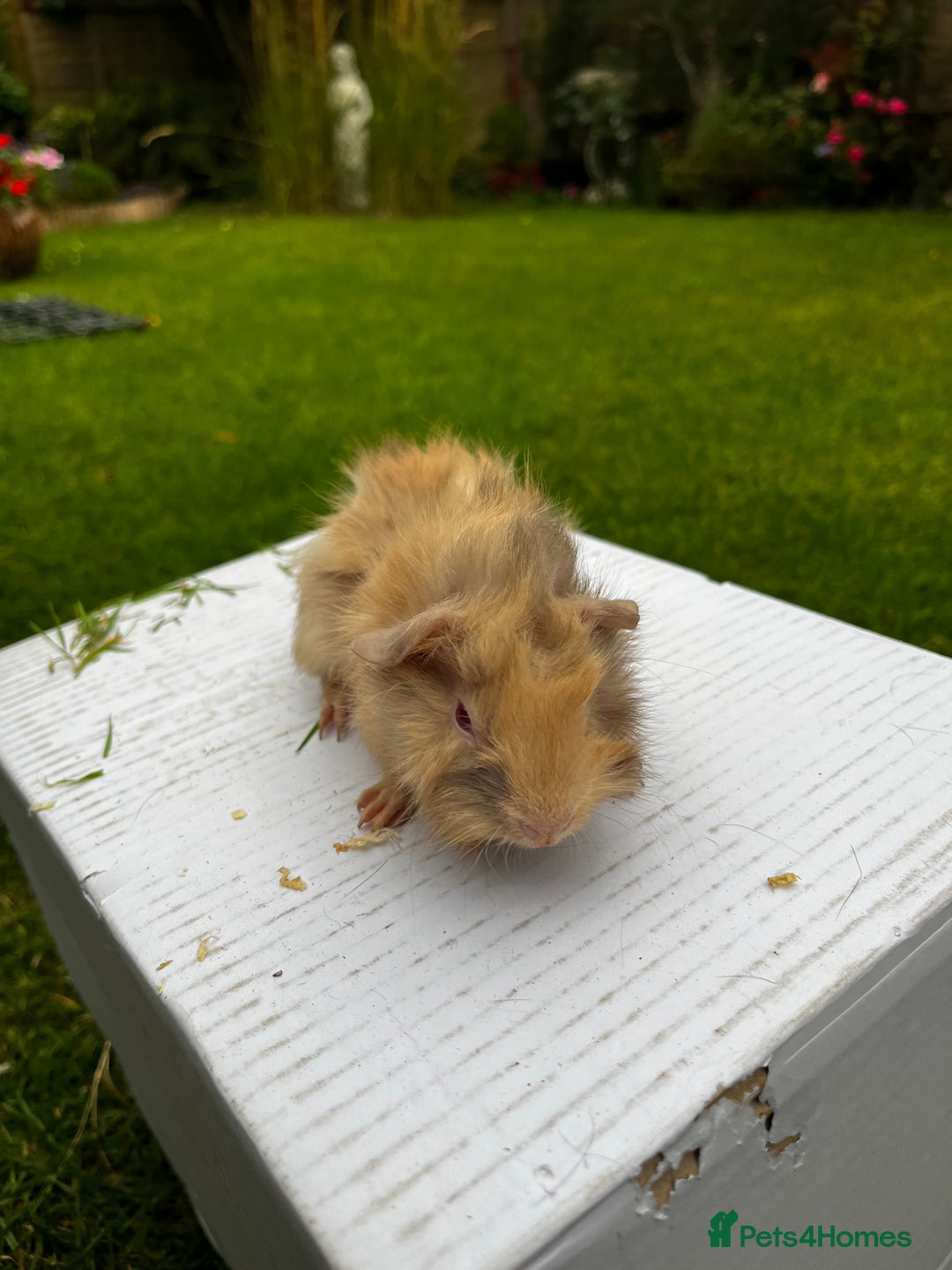 Guinea Pig rodents for sale: Baby boars  - Image 9