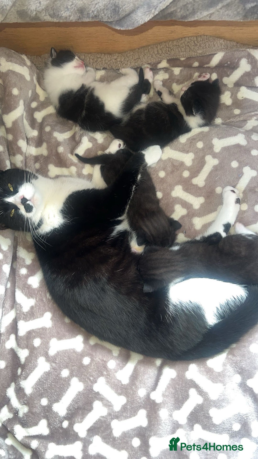 Mixed Breed cats 2 kittens left. BSH and Maine coon mix - Advert 2