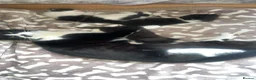 Mixed Breed cats for sale: 2 kittens left. BSH and Maine coon mix - Advert 1