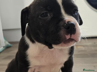 American Bull Staffy dogs Ready to leave Friday ❤️STAFF x American Bull❤️❤️ - Advert 1
