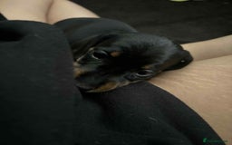 Miniature Dachshund dogs for sale: Venus is a mama to 5! - Image 32