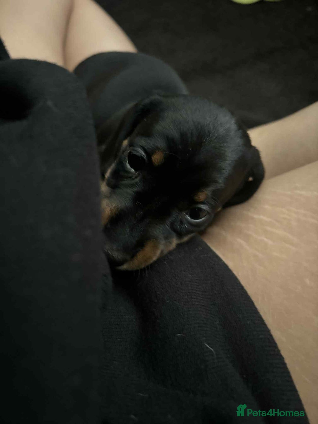 Miniature Dachshund dogs for sale: Venus is a mama to 5! - Image 32