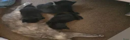 Mixed Breed cats for sale: 2 Beautiful Black Kittens – 1 Boys & 1 Girl  - Advert 5