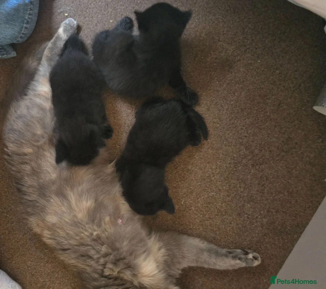 Mixed Breed cats for sale: 2 Beautiful Black Kittens – 1 Boys & 1 Girl  - Advert 5