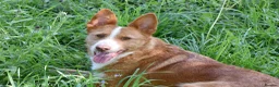 Portuguese Podengo dogs for adoption: Sweet  in Birkenhead - Advert 12