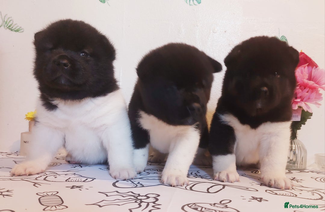 Akita dogs for sale: Kc registered beautiful akita pups  - Advert 1