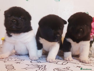 Akita dogs Kc registered beautiful akita pups - Advert 13