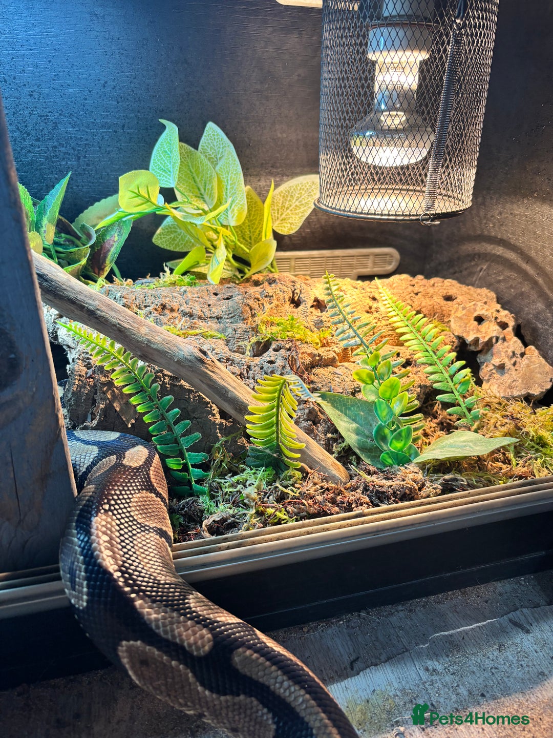 Snake reptiles for sale: Normal morph ball python with or WITHOUT enclosure - Advert 1