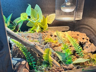 Snake reptiles Normal morph ball python with or WITHOUT enclosure - Advert 1