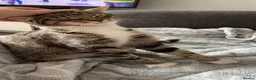 Mixed Breed cats for sale: Laila in Liverpool - Advert 11