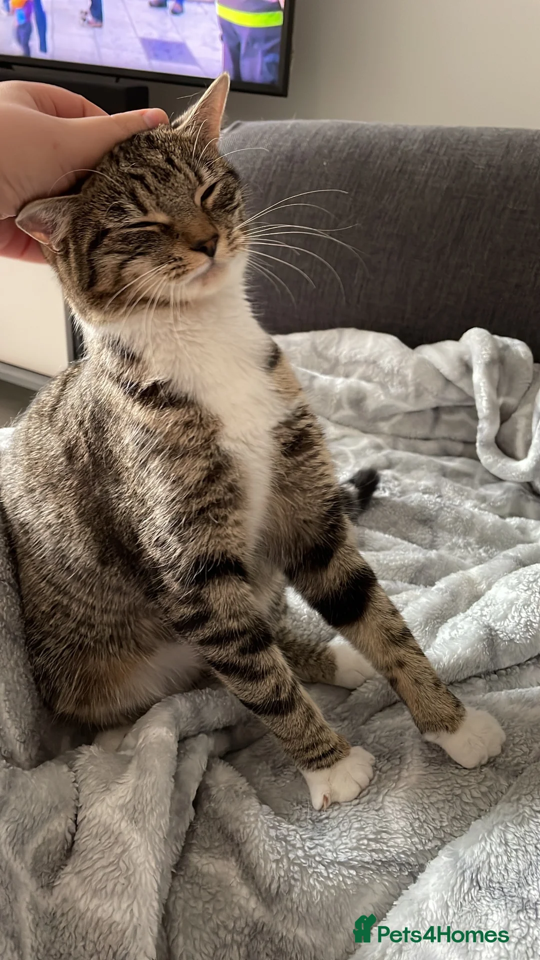 Mixed Breed cats for sale: Laila in Liverpool - Advert 11