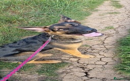 Mixed Breed dogs for sale: 8 Month German Shepherd  - Image 1