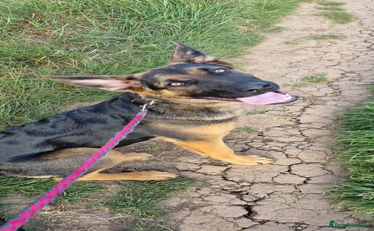 Mixed Breed dogs - Advert 7