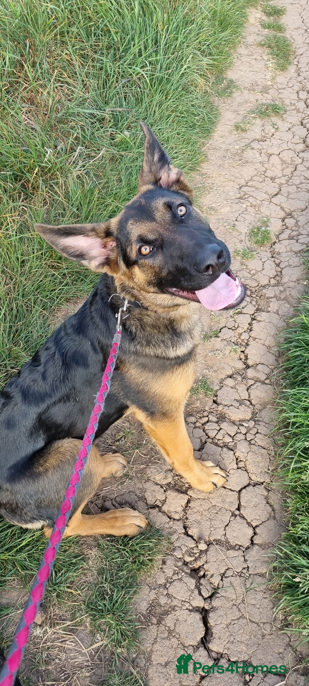 Mixed Breed dogs for sale: 8 Month German Shepherd  - Image 1
