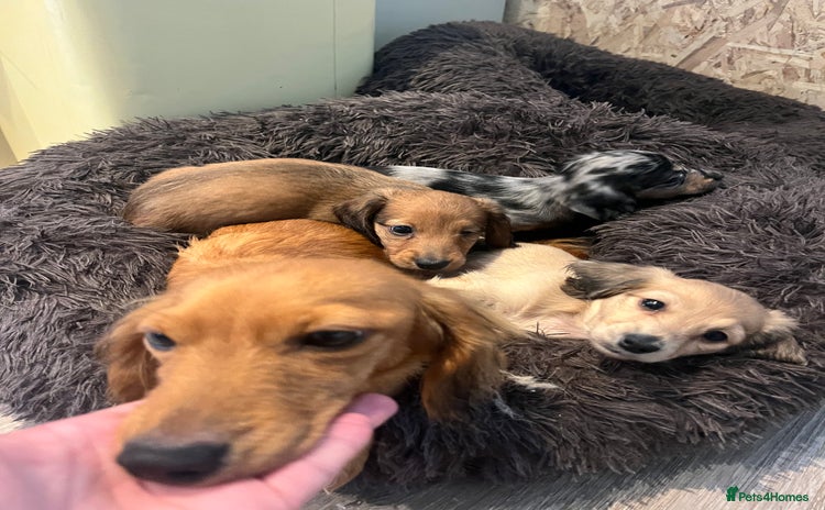 Miniature Dachshund dogs - Advert 2