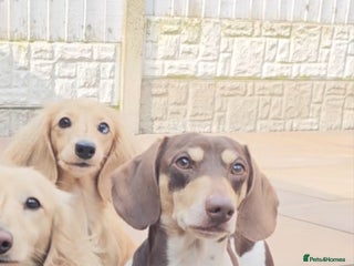 Miniature Dachshund dogs in Blackburn - Advert 12